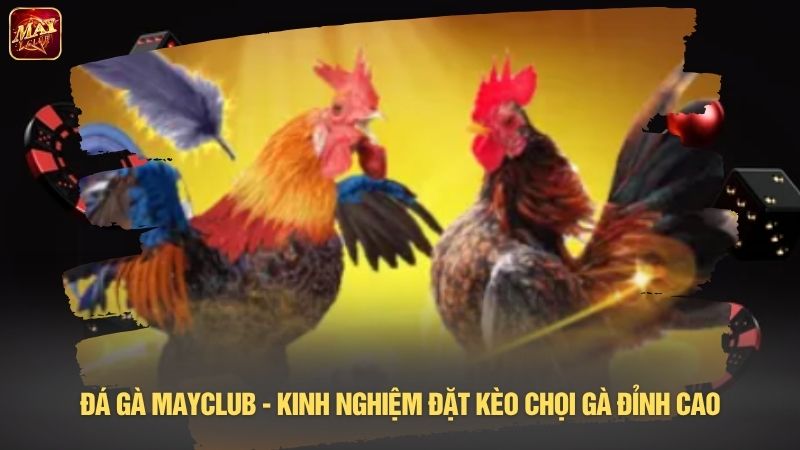 Đá gà Mayclub - Kinh nghiệm đặt kèo chọi gà đỉnh cao